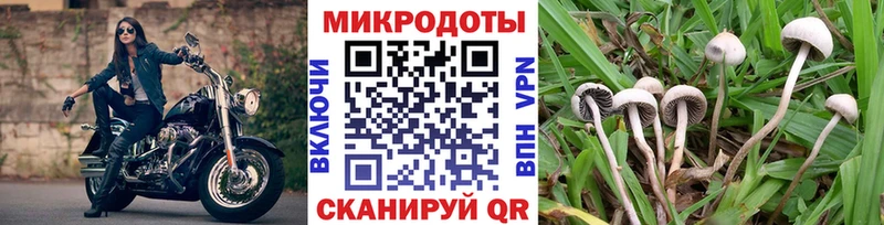 магазин  наркотиков  Зерноград  Псилоцибиновые грибы Cubensis 