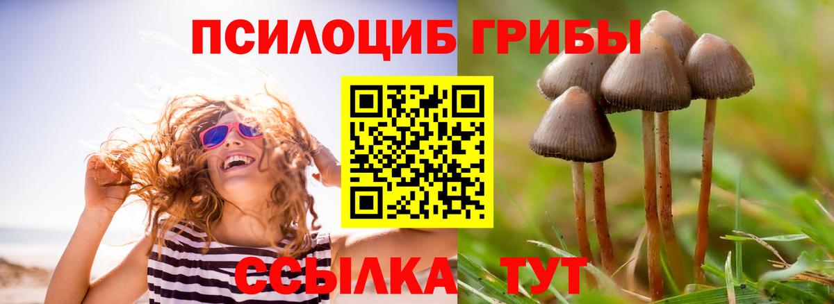 Галлюциногенные грибы Psilocybine cubensis  где продают наркотики  Псилоцибиновые грибы прущие грибы  Зерноград 